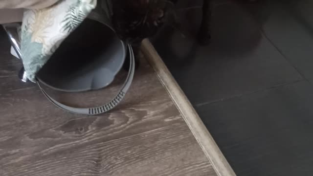 French bulldog puppy amusingly plays with bucket