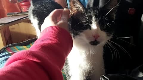 The Bedsheet Kitten