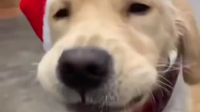 Funny dog lip synching | Cute animals | Cute puppy #Shorts