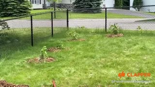 Example Food Forest!