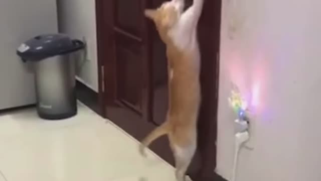 Cat knows how to open the door