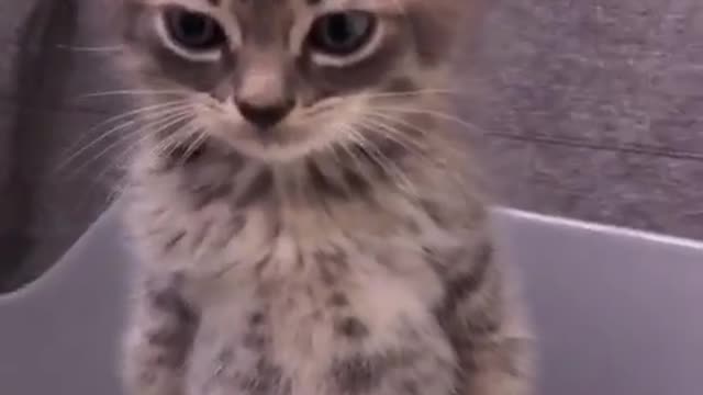 Cute Kitten practice to use litter box