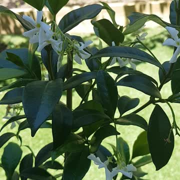 Chaines Star Jasmine.