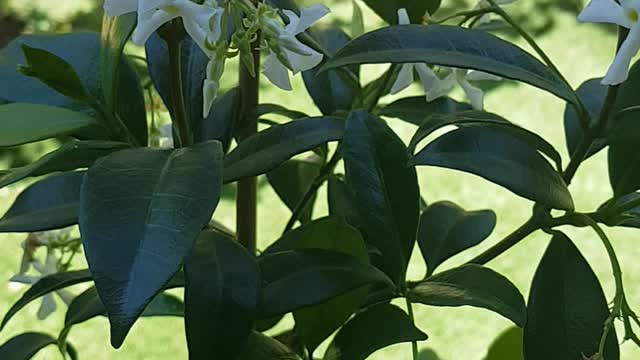 Chaines Star Jasmine.