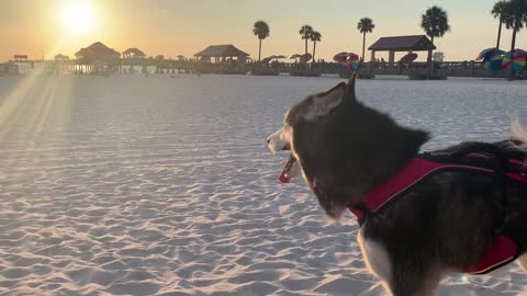 Sunset Family Beach Vlog HUSKY TALKS TO EVERYONE