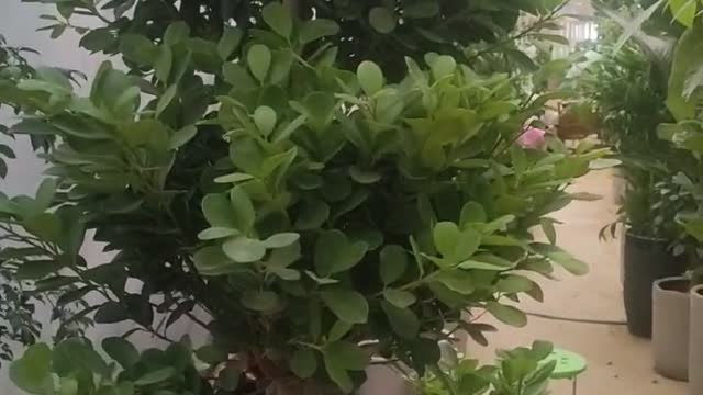 This fortune tree grows densely