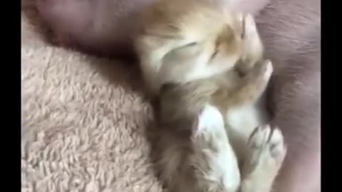 Cute animals playing with humans