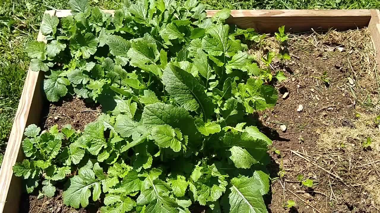 Bethany's Victory Garden: May 2021