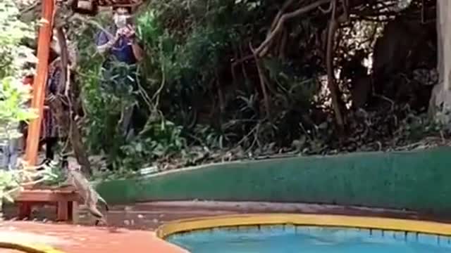 Monkeys Enjoying In Swimming Pool