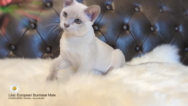 European Burmese Male cat