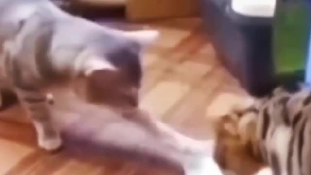 Funny pets make your day