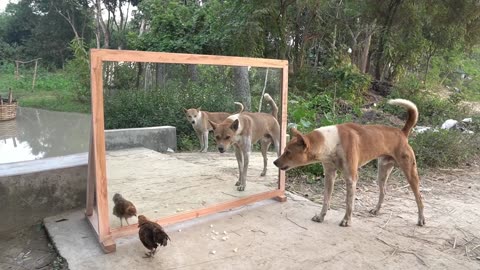 Angry Dogs VS Mirror Reaction Funny 🐕 Dogs