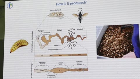 From Waste to Wonder - Elevate Plant Health with Black Soldier Fly Compost (27Sept2024)