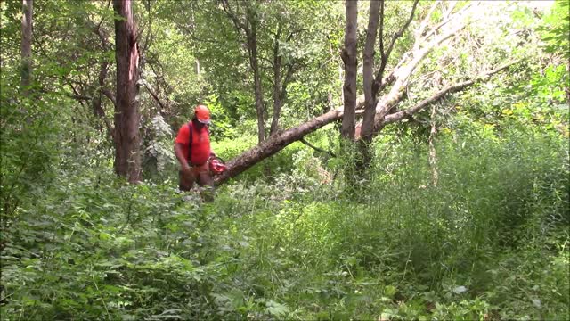 West Coast Chainsaw Setup & East Coast Work, Do You Really Need That Long Bar?