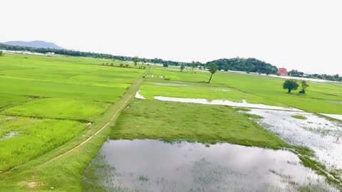 Field