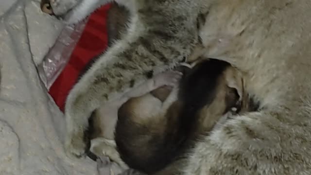 Small Cat and her Family