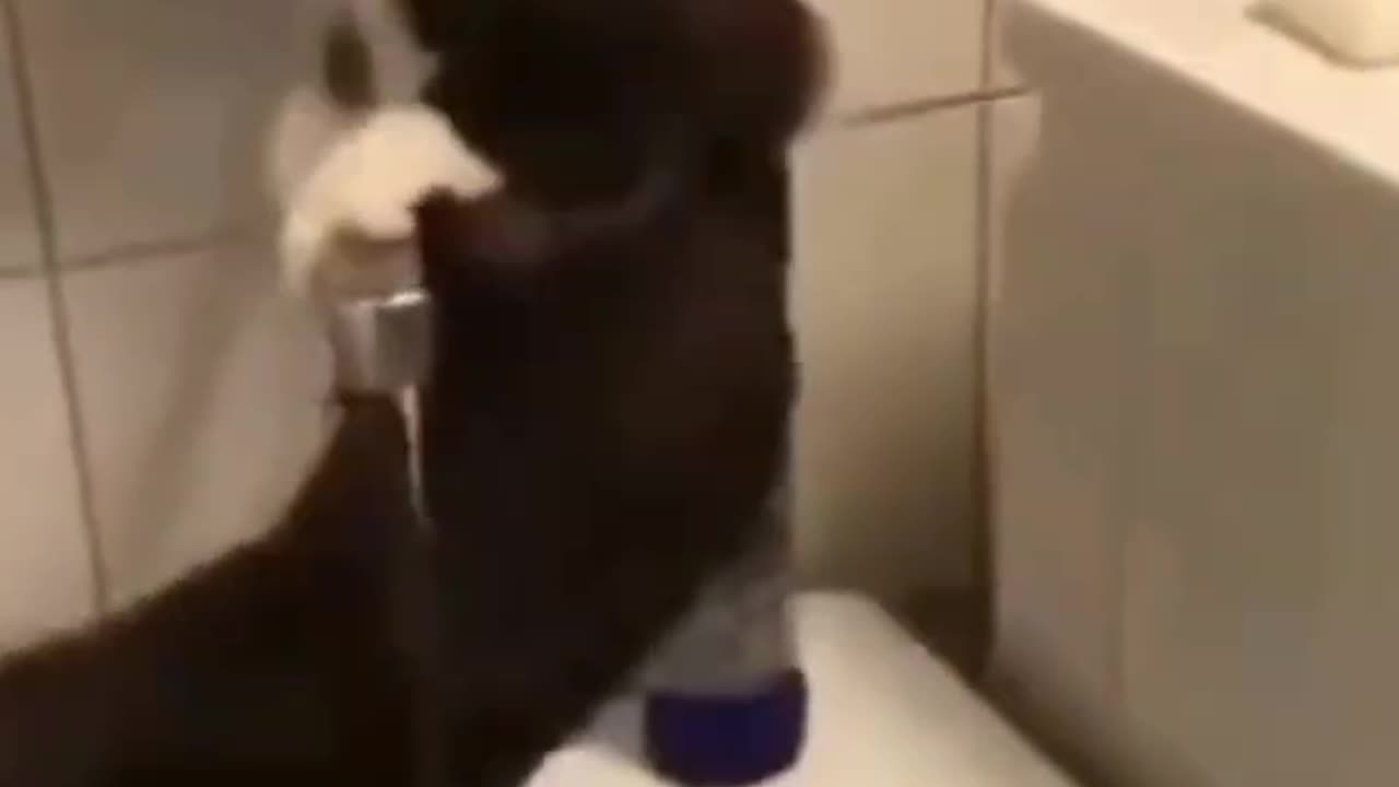 Funny Animals : funny Cat in Bathroom Videos | Try Not To Laugh 😂