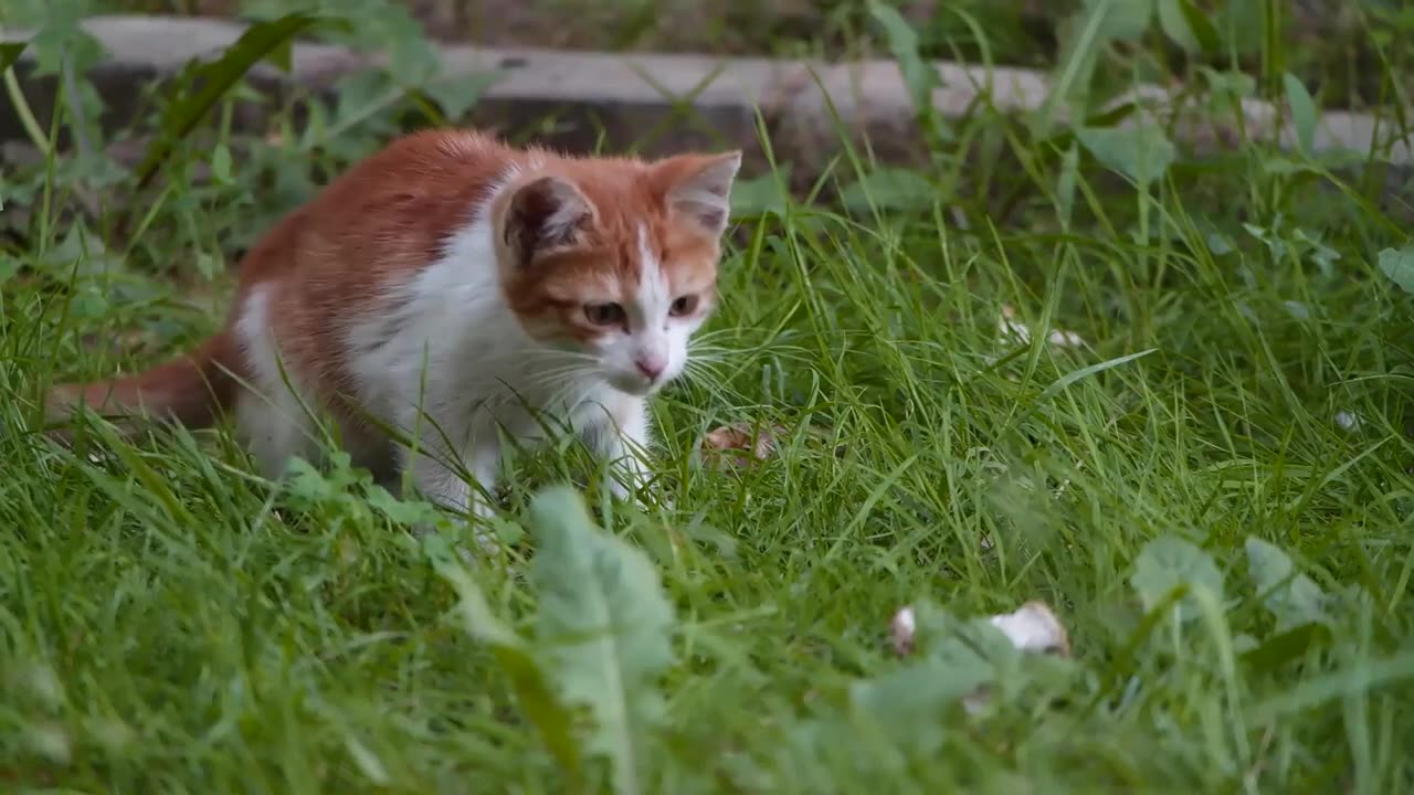 Funny Cat videos 🤣