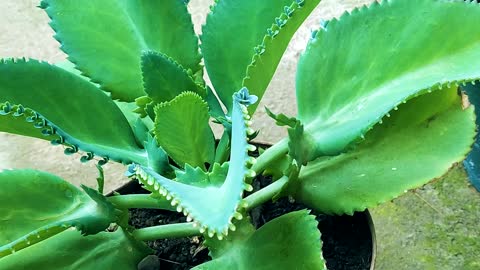 PLANT: Green Leaves Houseplant