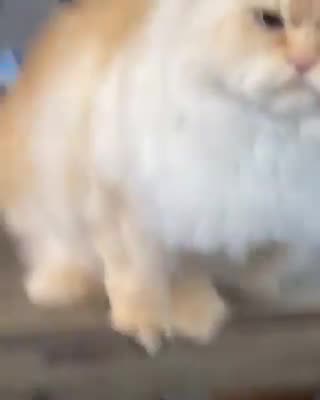 Cat hinting for a sNACK