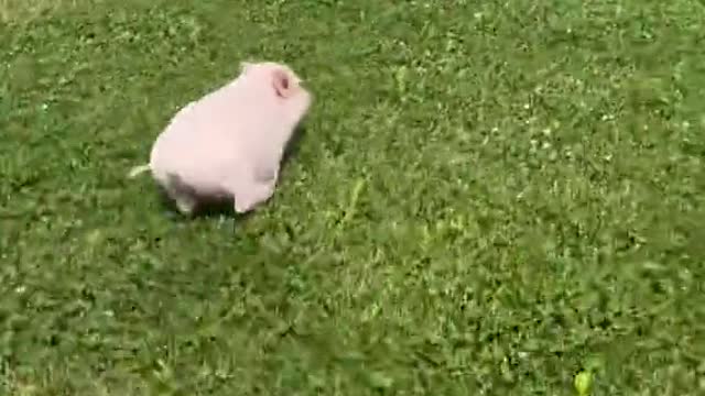 Speed mini porky, pigs video