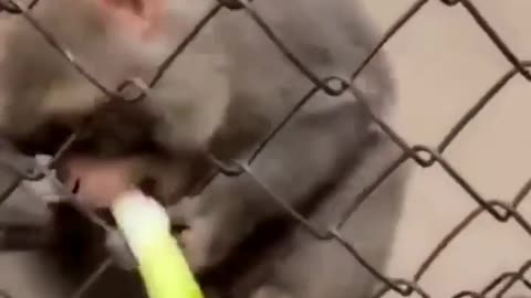 funny monkey videos - funny animal videos - monkey laughing - monkey moments - try not to laugh