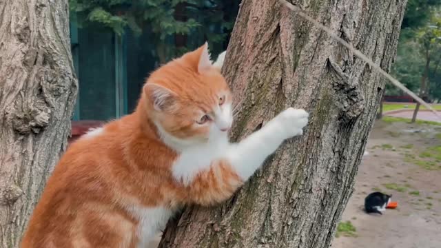 Cats climb trees