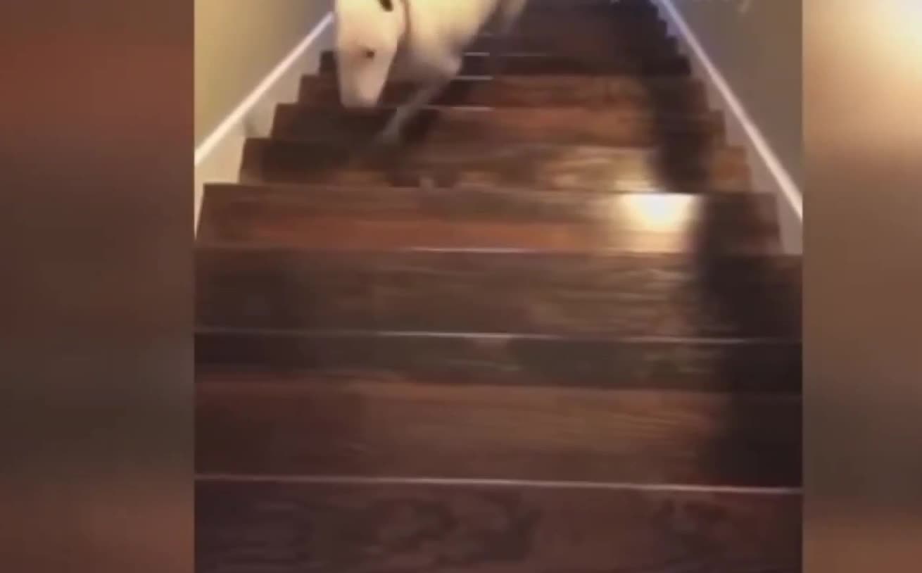 Fun animals