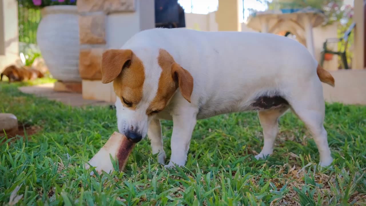 Qual é a melhor ração para queda de pelo em cachorro?