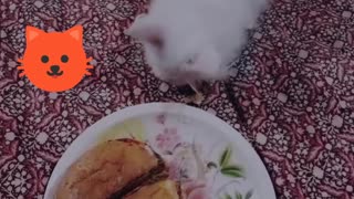 Cute Katty is satisfying its appetite with delicious delightful meal