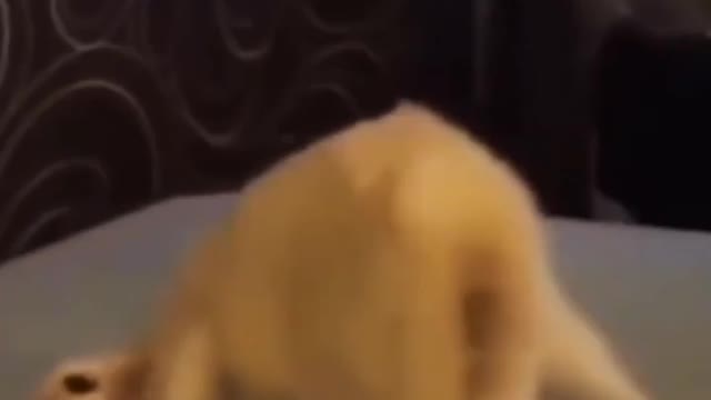Cat funny video 😂