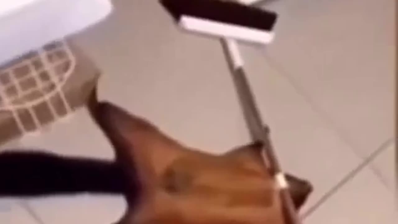 IT MADE MY DAY PART#3 (Squirrel re-acted its own murder case)