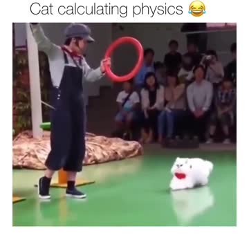Cat calculating jump