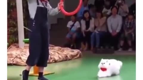 Cat calculating jump