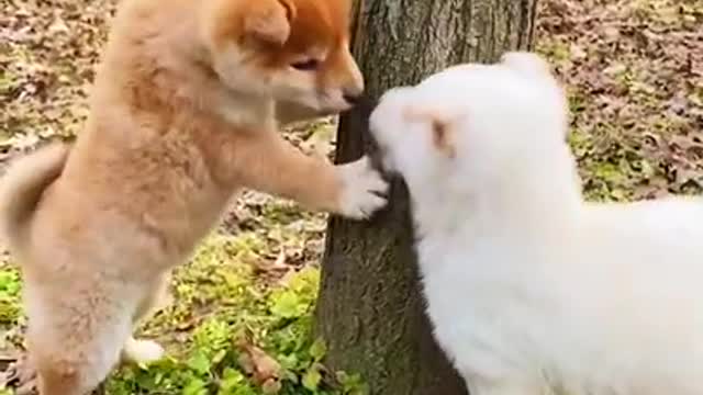 Puppy up a tree