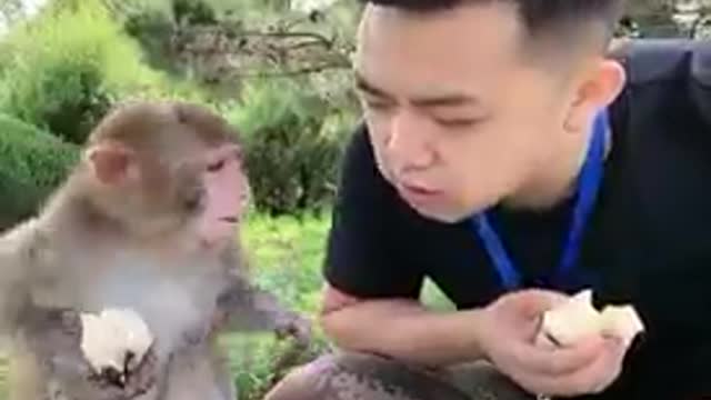 Refeição com macaco