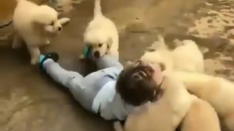 Puppies and little boy very funny video