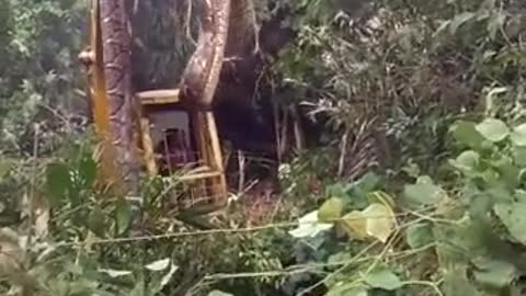 big snake caught