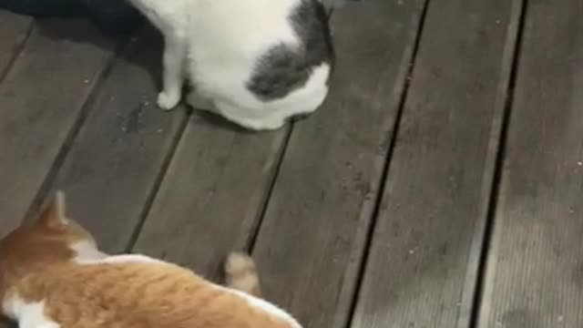 Cute dogcats