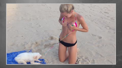 Best Funny Animals 2015 - Dog stolen her bra