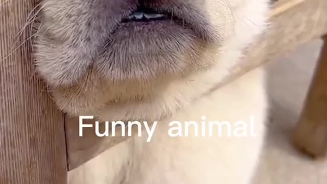 Funny animals