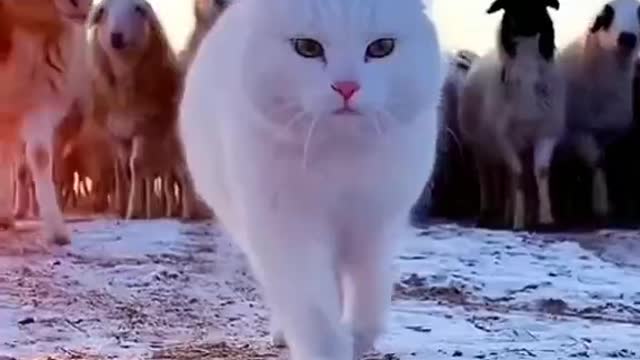 As long as you always have a "meow" heart, you are a super species.