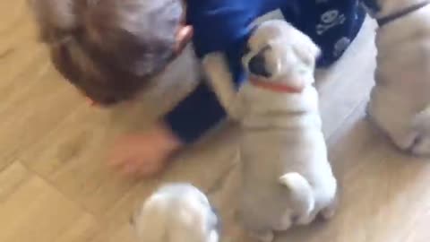 Little baby having an exciting time with puppies