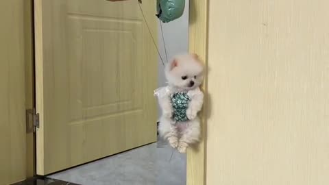 flying puppy