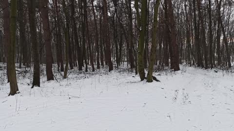 white forest