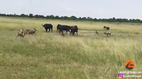 Wild Dogs Take 5 Buffalo Calves in an EPIC Feeding Frenzy!