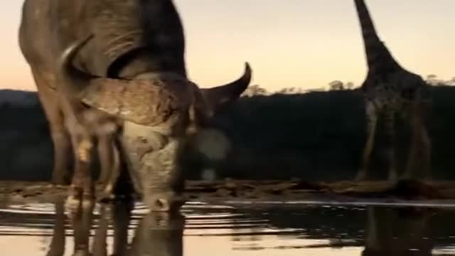 A massive giraffe bull gets disturbed by approaching buffalo bulls.