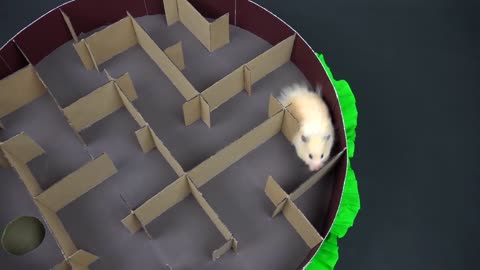 GIANT Burger Maze for Hamster