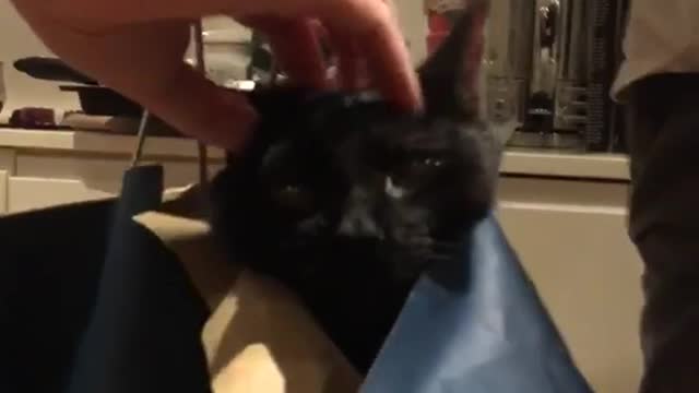 Black cat rides around in blue shopping bag