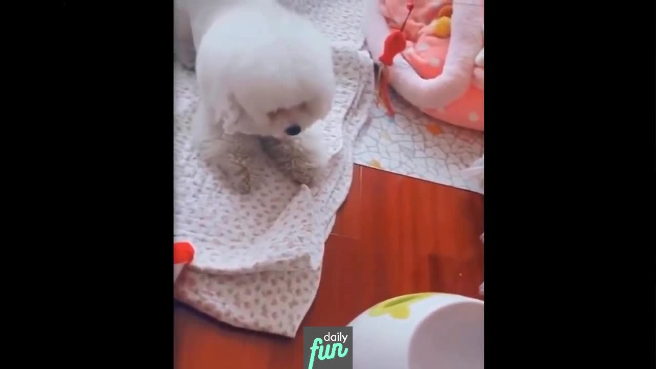 How Dog Can Play - Funny Animals